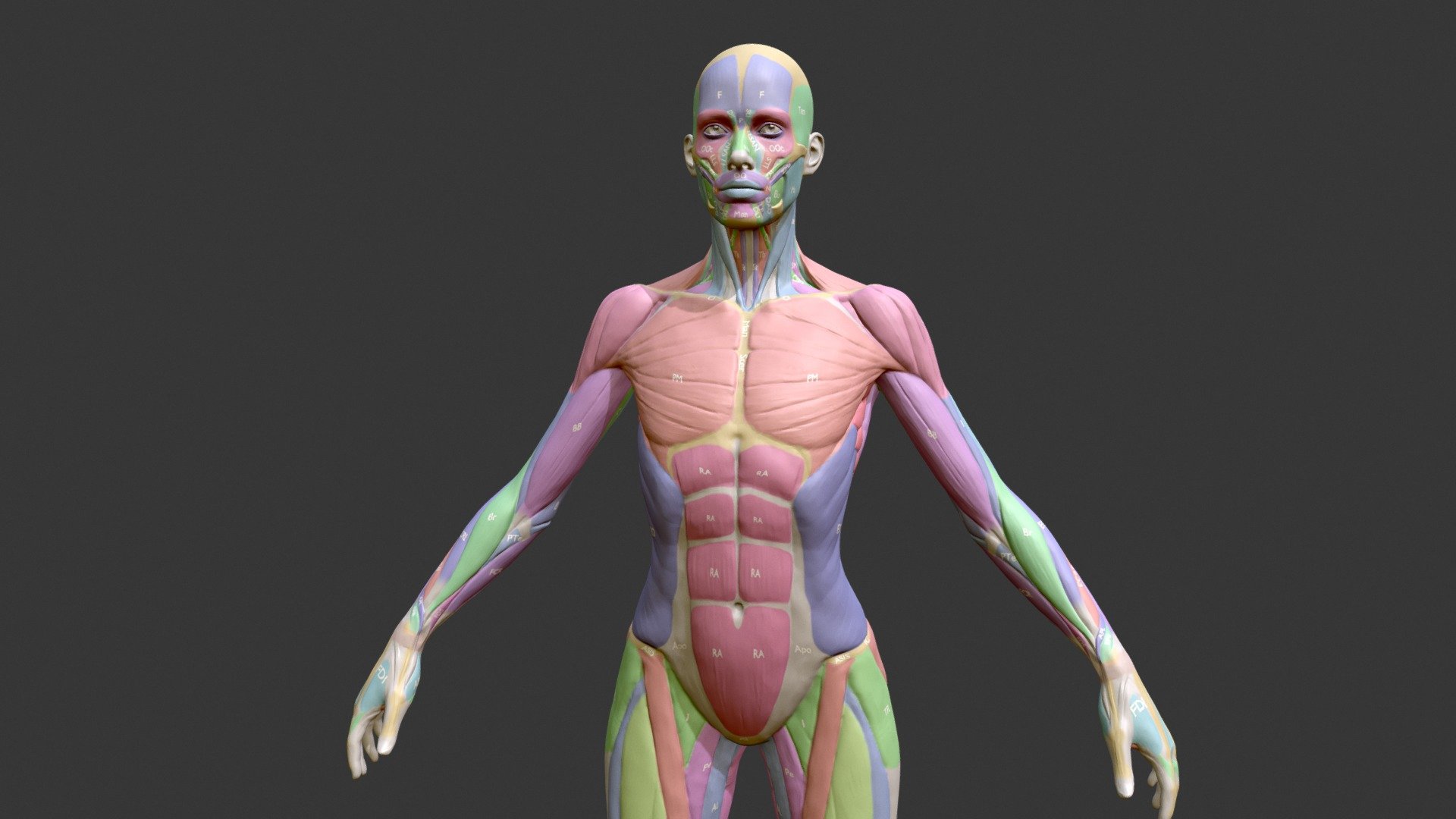 3d female muscle anatomy