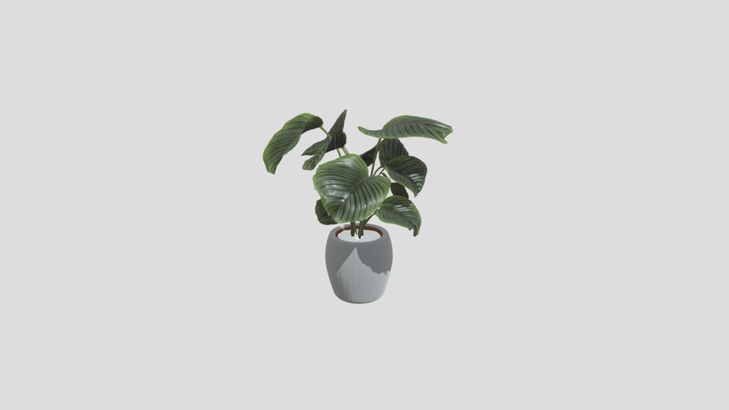 Calathea Plant