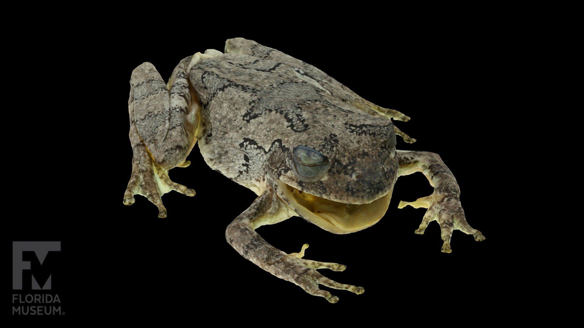 Cope's Gray Treefrog (UF Herp 157259) - 3D model by FloridaMuseum ...