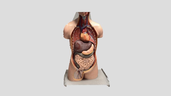 Human Mankin Ripcage Removed 3D Model