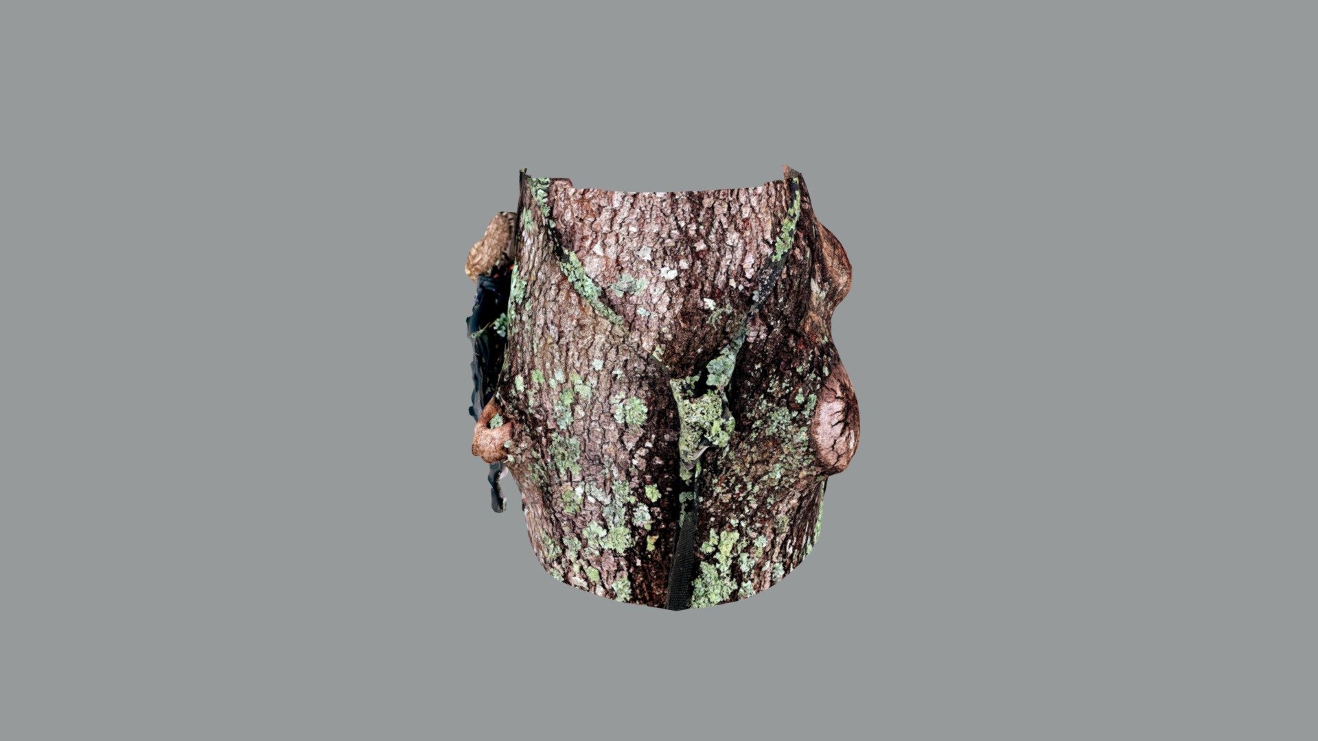 Live Oak consuming a lifting strap. Lichen grows