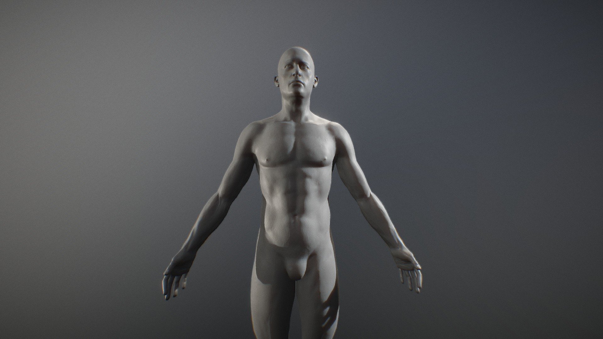 Human male anatomy