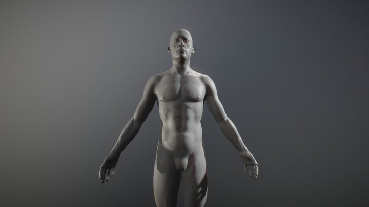 Human male anatomy 3D Model