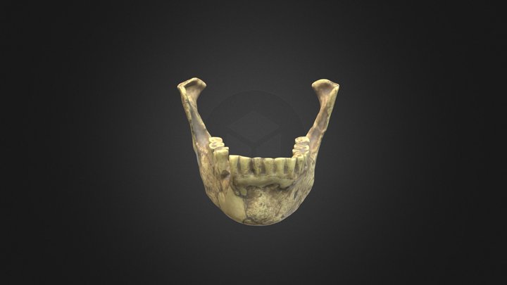 Modern Homo sapiens mandible – Free 3D Model STL