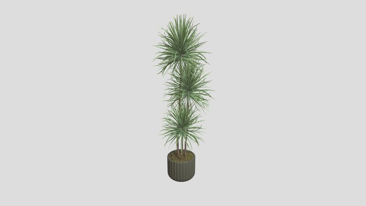 Dracaena Marginata – Free 3D Model STL