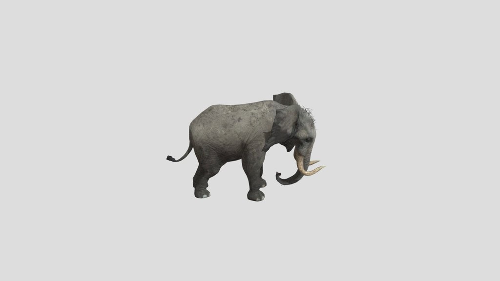African bush elephant
