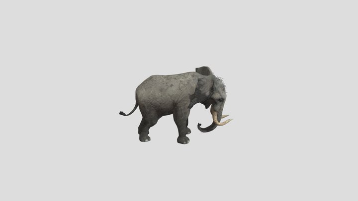 African bush elephant – Modello 3D gratuito STL