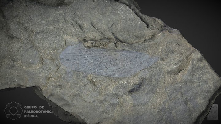 Wappleria tremoris 3D Model