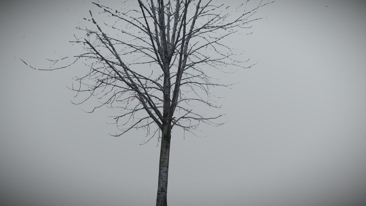 Tree Free Extra details scan – Free 3D Model STL
