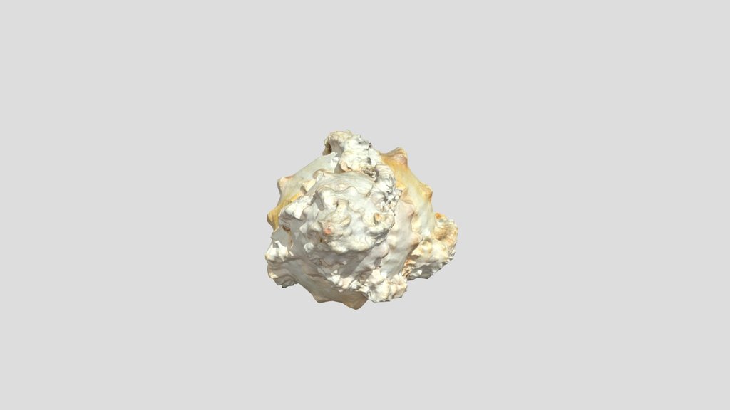 Small Seashell