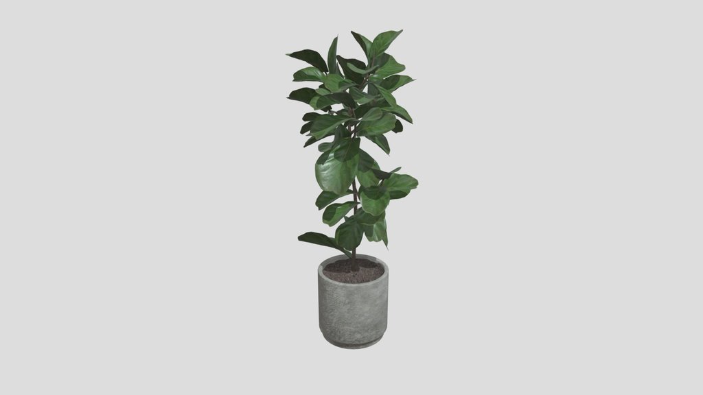 Ficus Plant