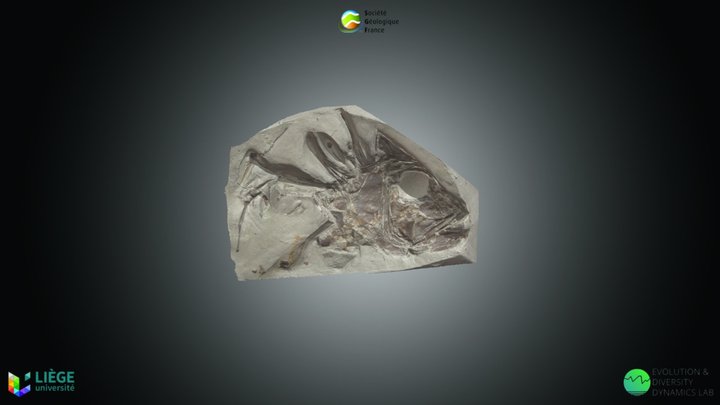 Ostéichtyen - Homonotichthys dorsalis – Kostenloses 3D-Modell STL