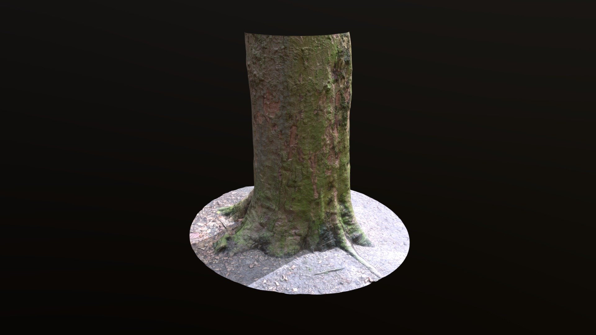 Tree Trunk01