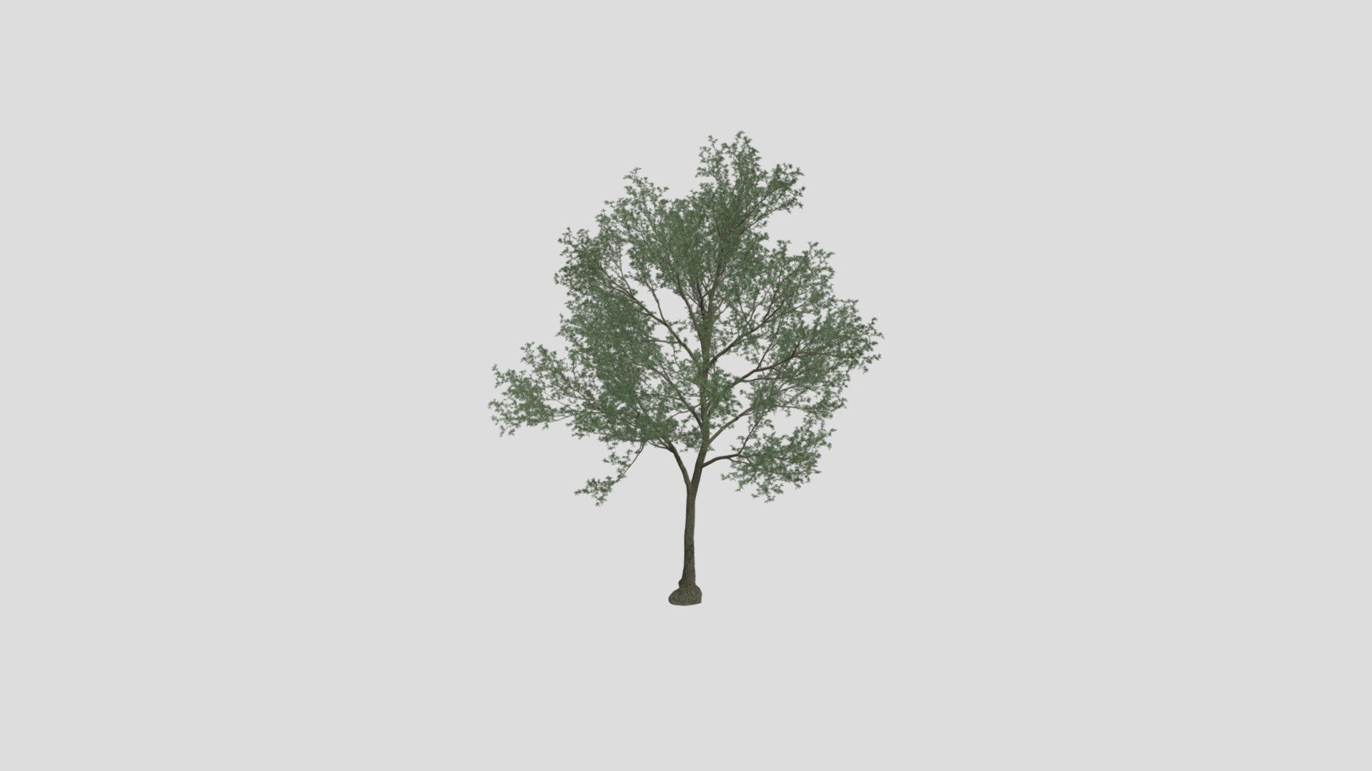Maple 111 AM258 Archmodels - Buy Royalty Free 3D model by Evermotion ...