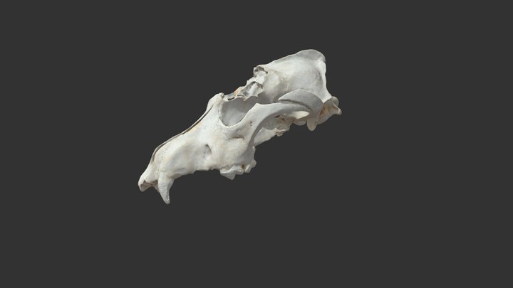 Coyote (Canis latrans) 3D Model