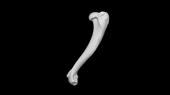 Dog humerus, right 3D Model