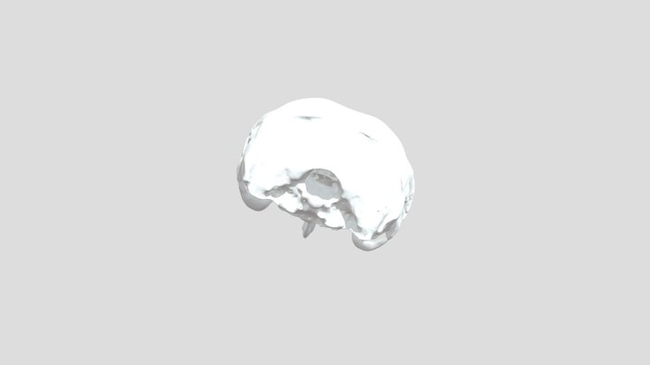 UF 25870 Cranium 3D Model