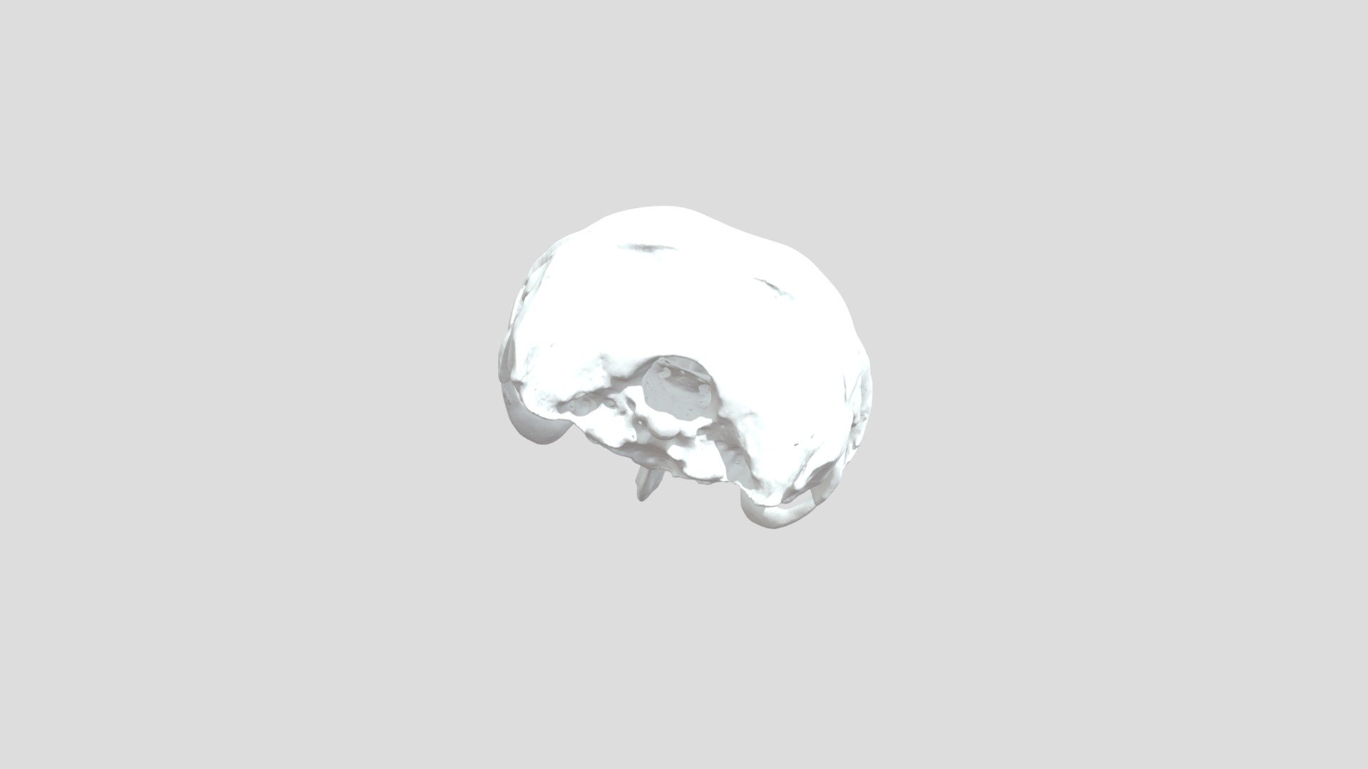 UF 25870 Cranium