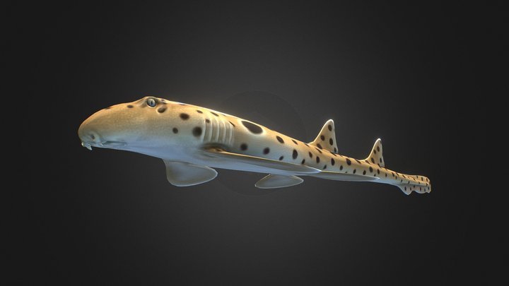 Epaulette Shark(2021) 3D Model