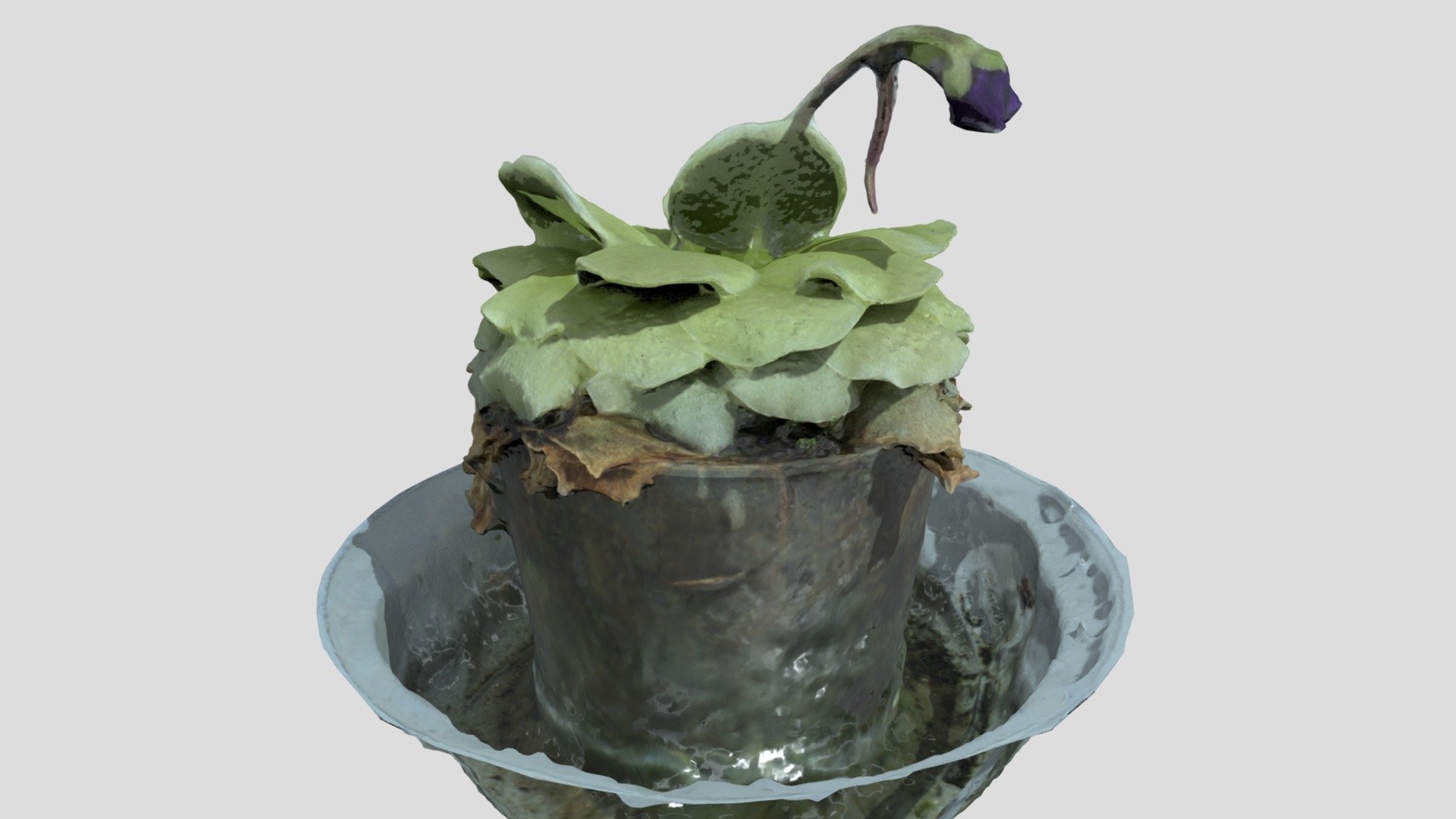 Butter Wort plant