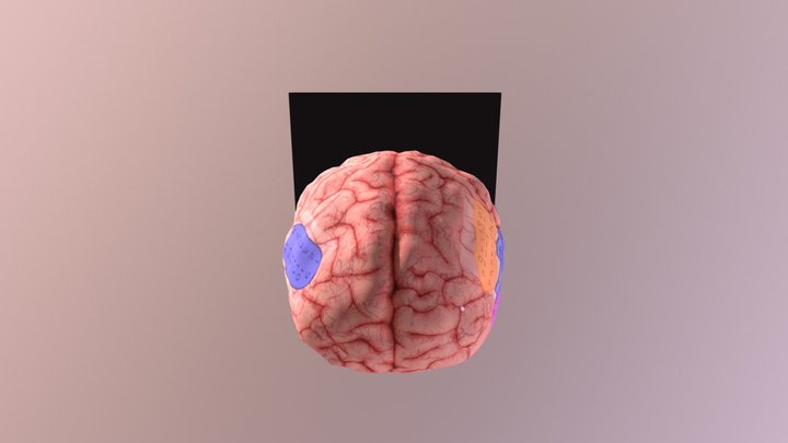Brain- Grids 3D Model