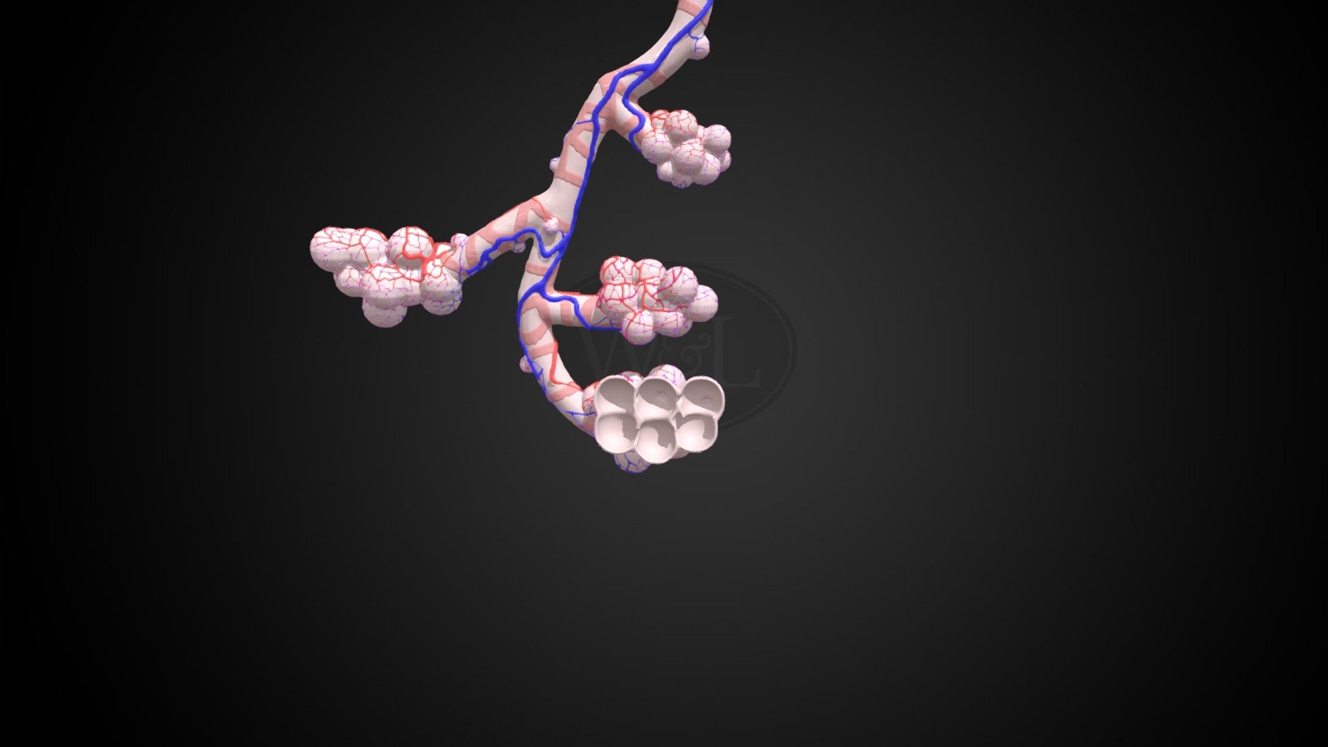 Respiratory Bronchiole and Alveoli by Laetitia - 3D model by iqcenter ...