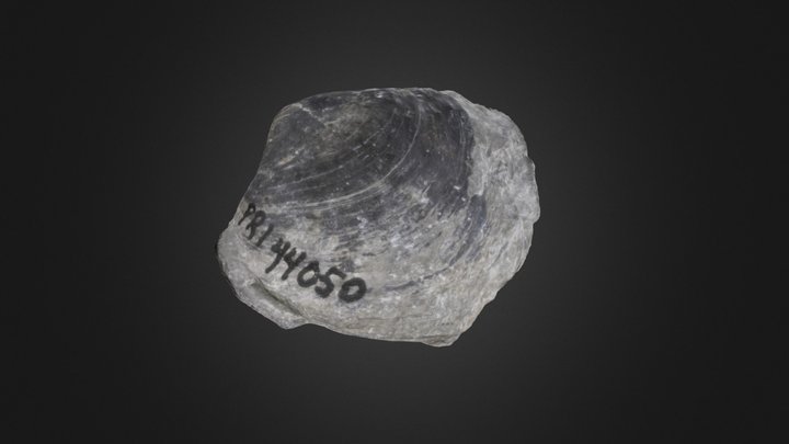 Brachiopod: Athyris spiriferoides (PRI 44050) – Gratis 3D-model STL