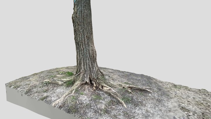 TreeBark_01 3D Model