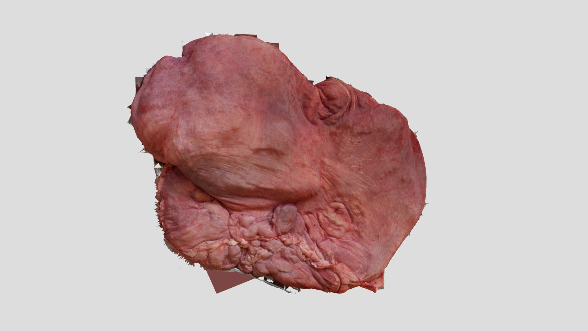 Bactrian Camel Stomach - 3D model by Bill Ryerson (@billryerson ...