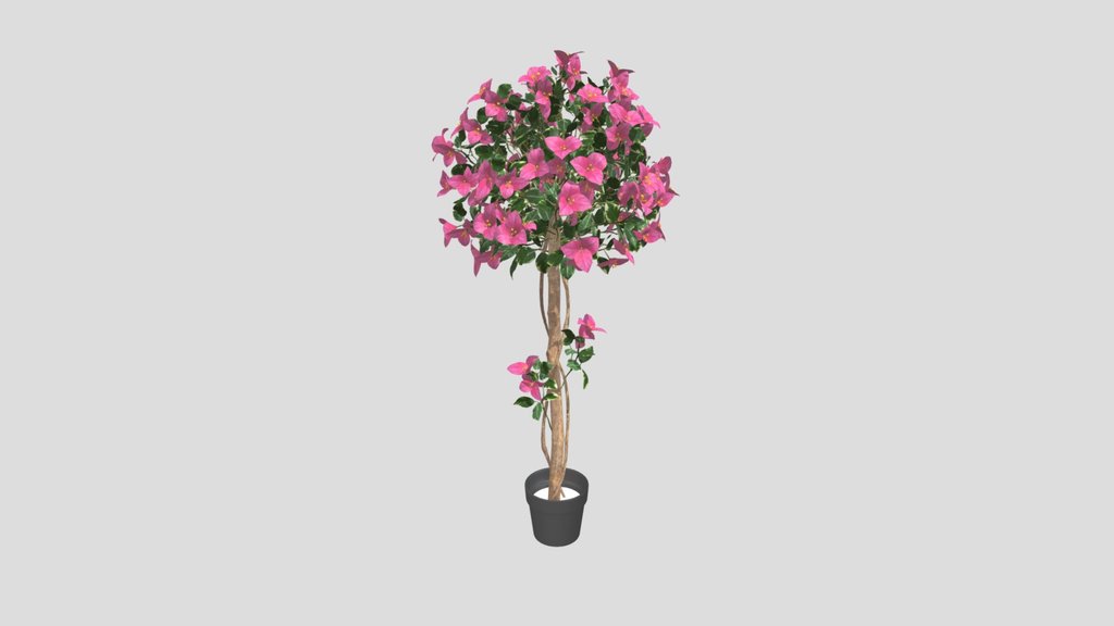 Bougainvillea Tree Topiary Style
