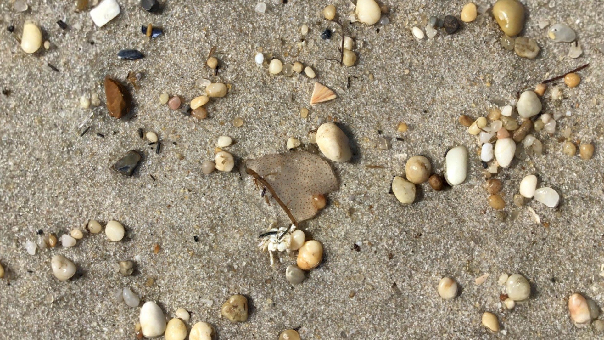Spotted jellyfish