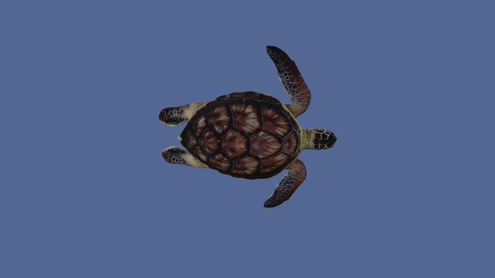 Sea turtle free3d.com 3D Model