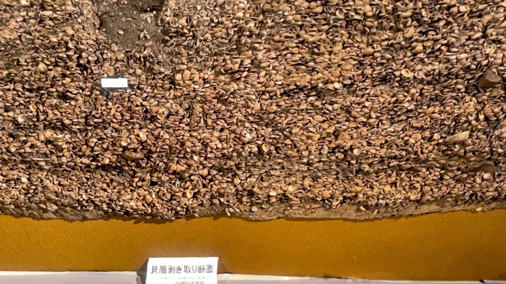 飛ノ台史跡公園博物館展示の貝塚