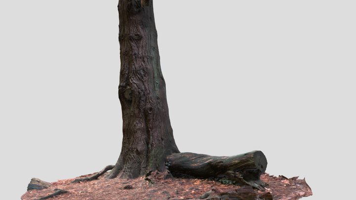 Trunk 3D Model