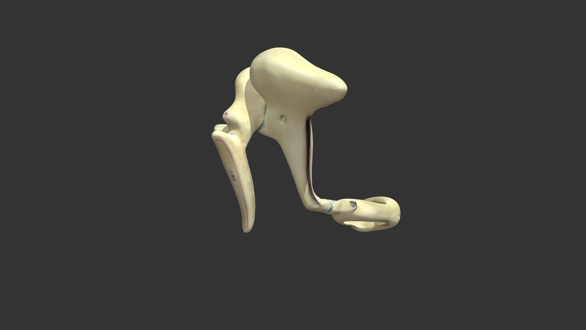 ear ossicles - 有標示 - 3D model by 輔仁大學 [cde4016] - Sketchfab