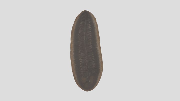 Carboniferous Pecopteris Leaf Fossil Imprint 3D Model