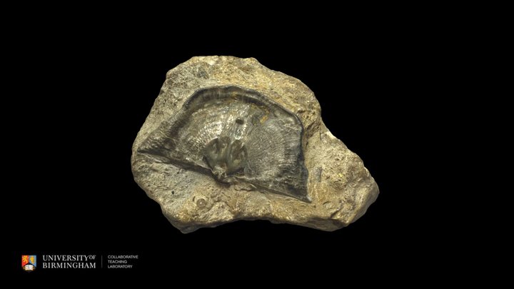 Brachiopod: Leptaena 3D Model
