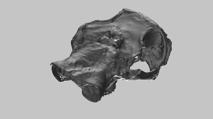 Mammut pacificus cranium 3D Model