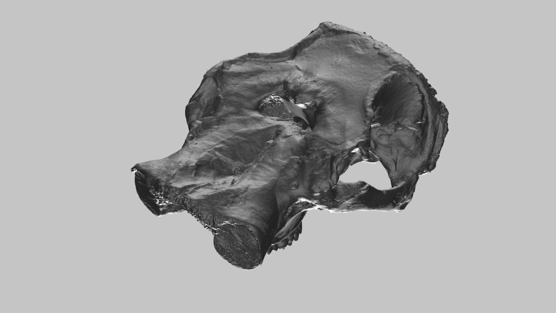 Mammut pacificus cranium