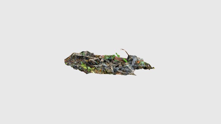 Mule deer carcass at cougar cache site. Quilcen… 3D Model