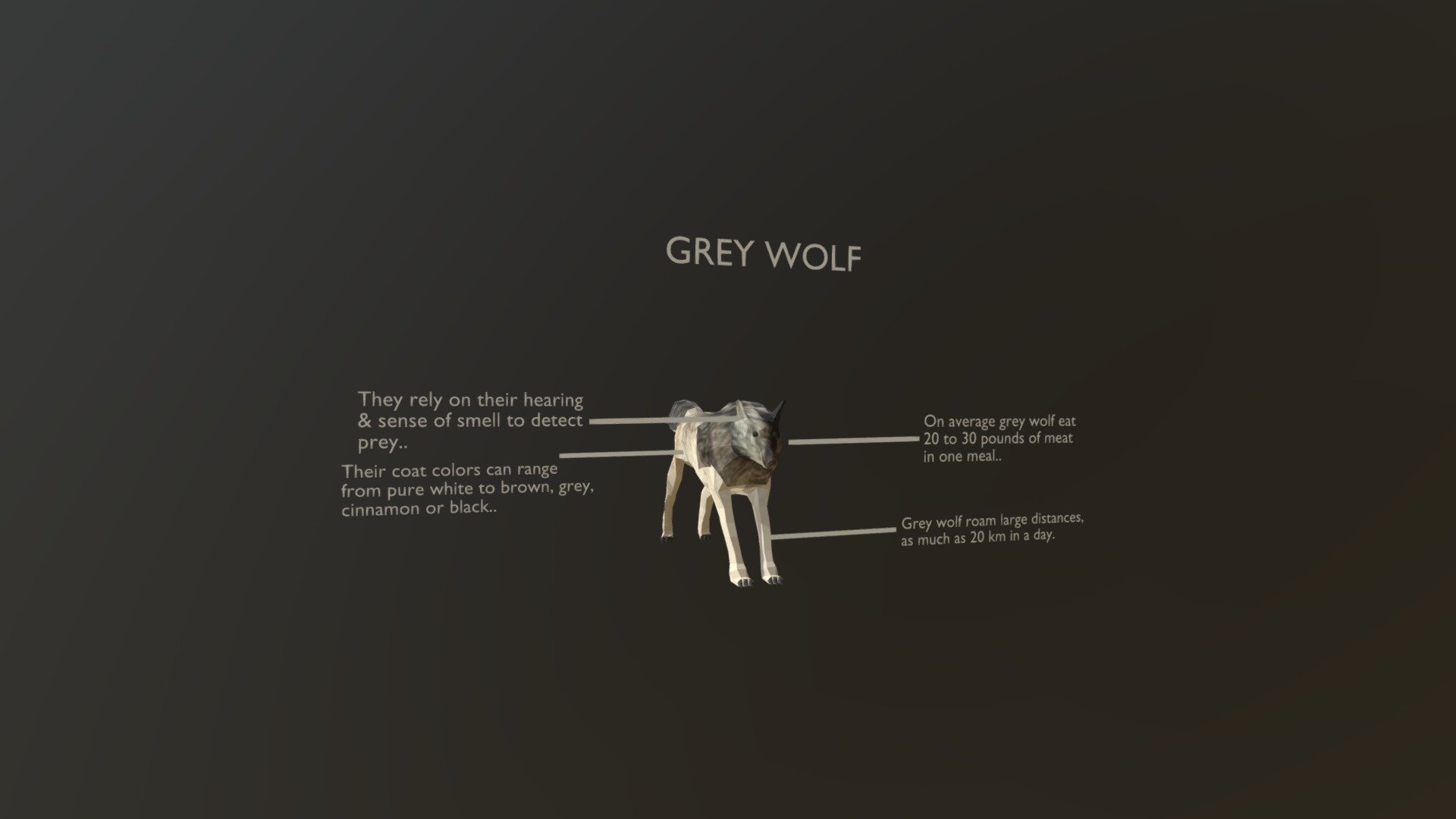 Grey Wolf