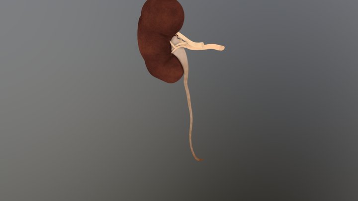 single Kidney 3D Model