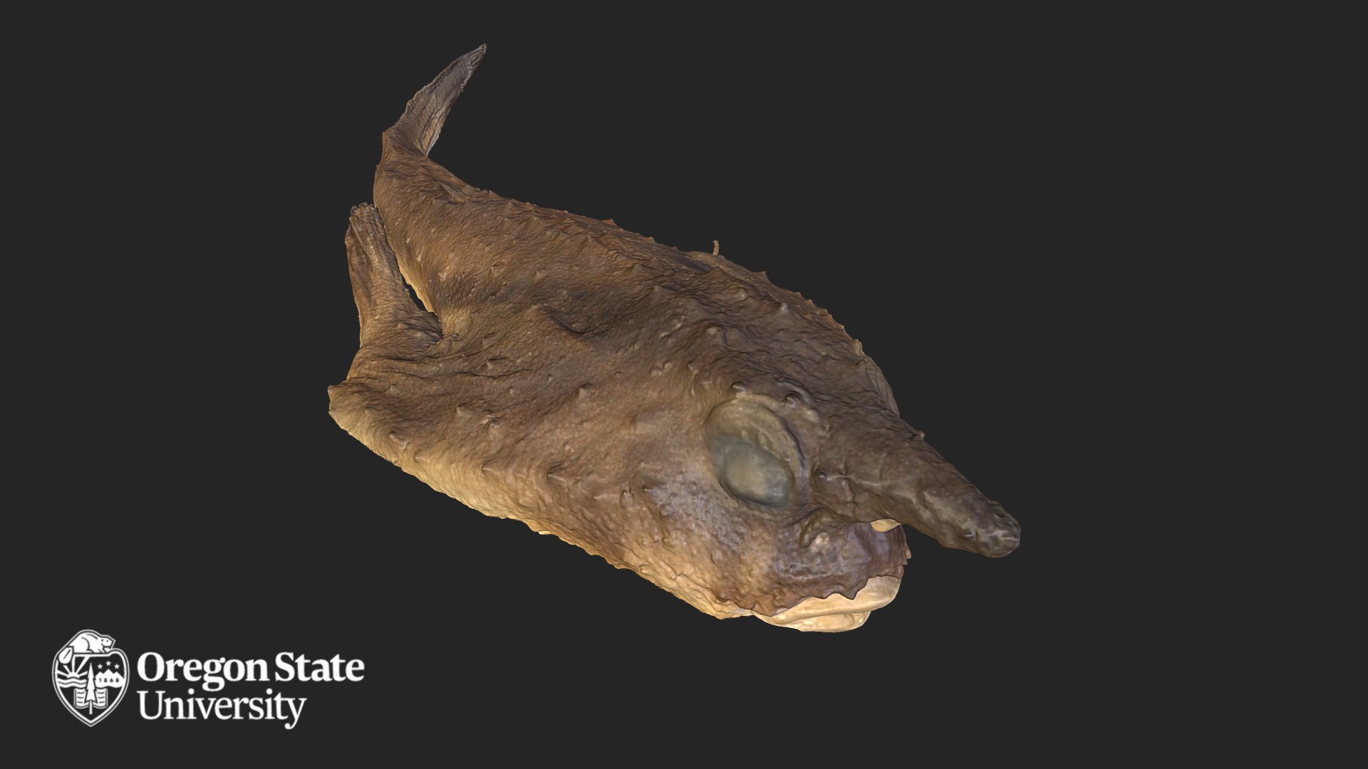 Galapagos Batfish (Ogcocephalis Darwini)