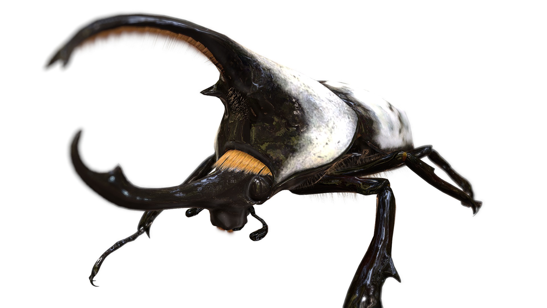 3D model Dynastes grantii - This is a 3D model of the Dynastes grantii. The 3D model is about a black and yellow beetle.