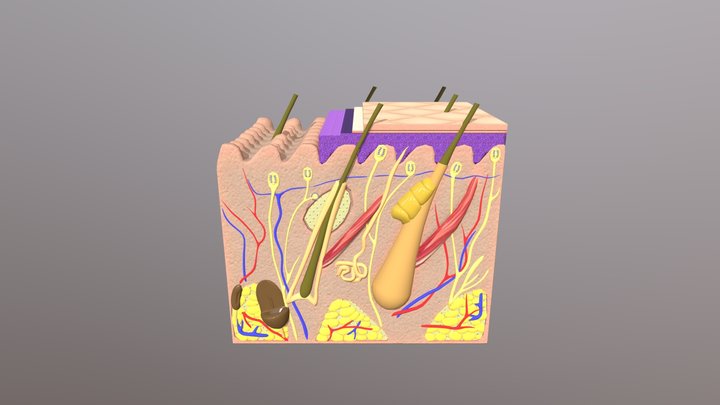 Skin anatomy 3D Model