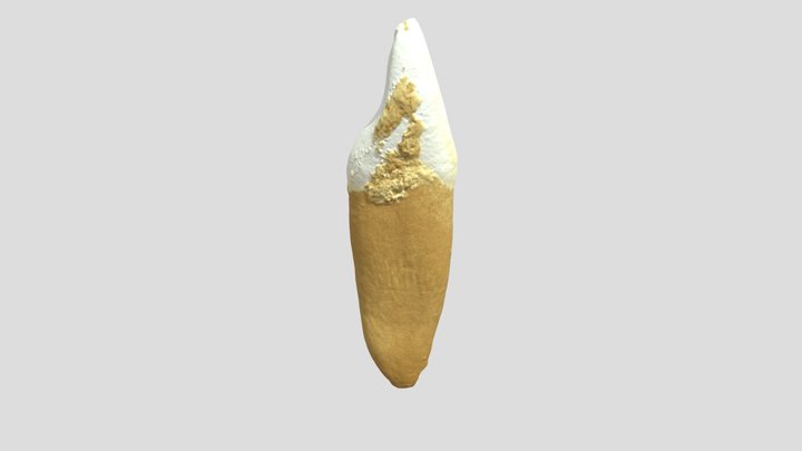 LLC 3D Model