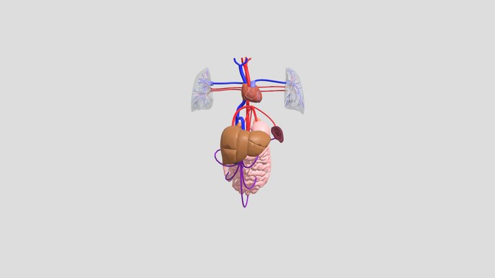 XR Anatomy Project: Kadai K 3D Model
