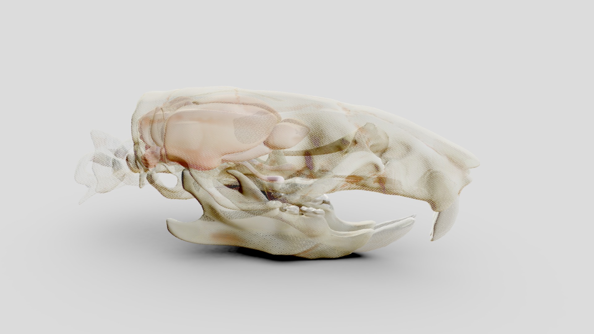 3D model skull and brains - This is a 3D model of the skull and brains. The 3D model is about a white shell with a brown shell.