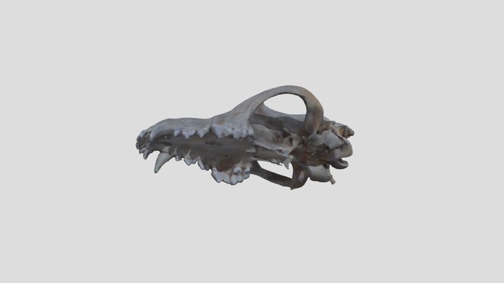 Canis lupus - annotated 3D Model