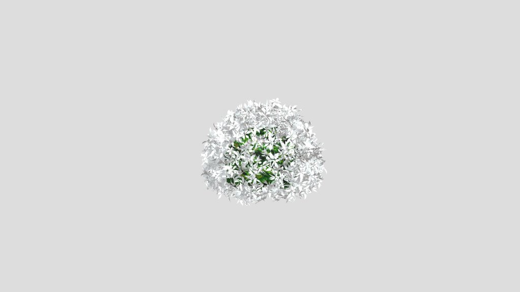 Bush Cornus Alba